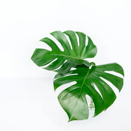 plant.