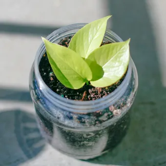 pothos, rooted
