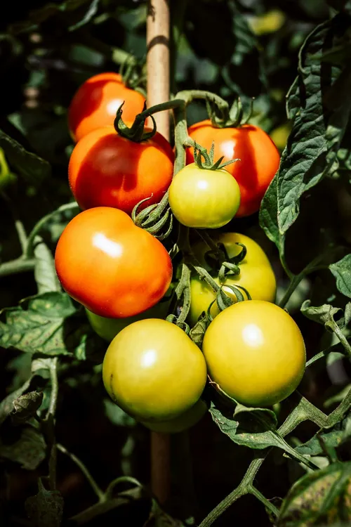harvest.