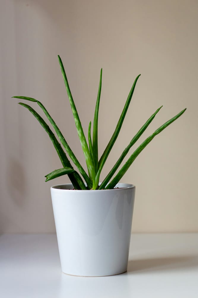 aloe vera