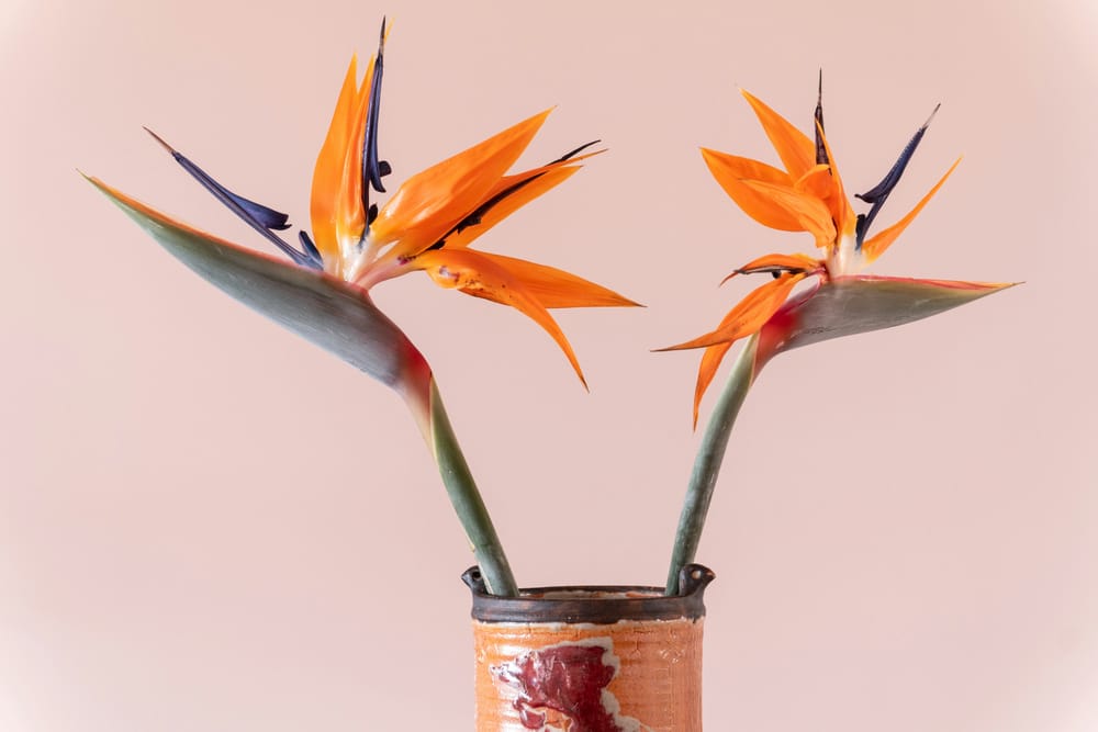bird of paradise