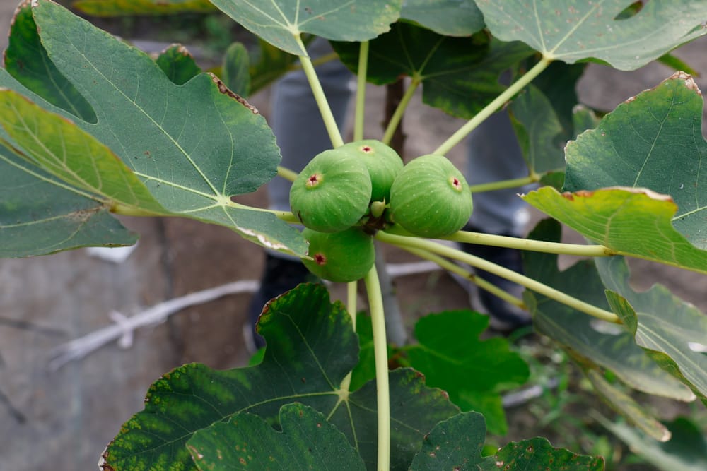 fig cutting