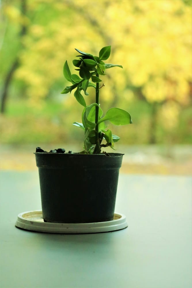 key lime cutting