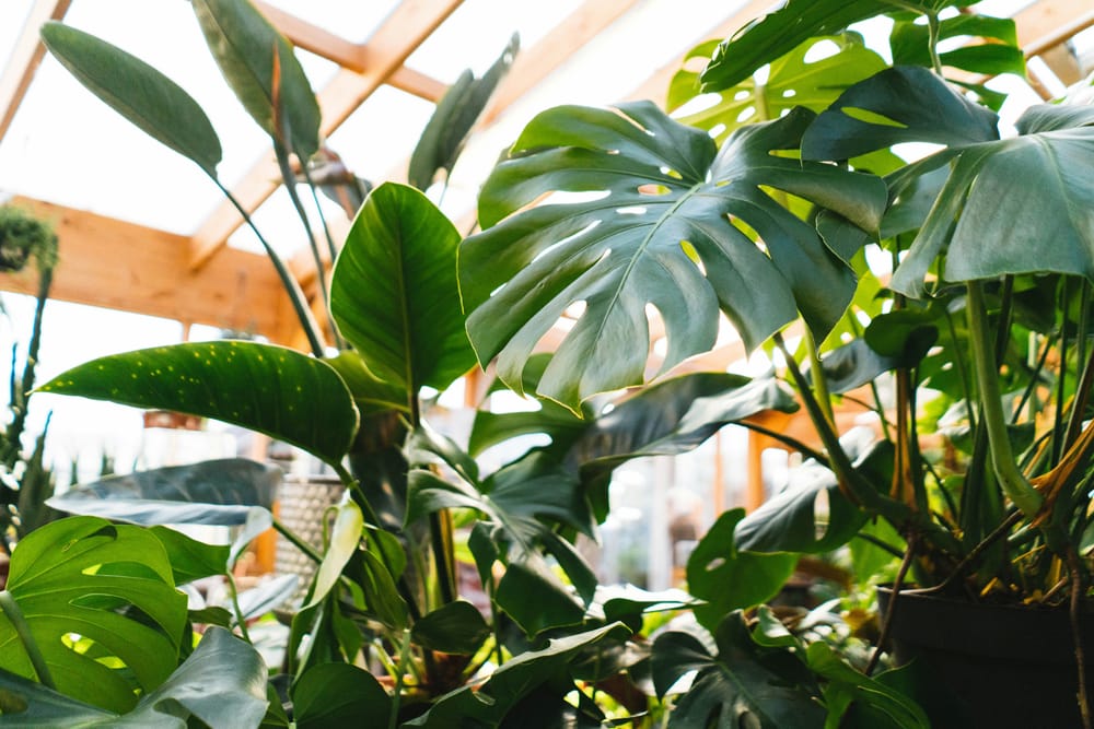 monstera cutting