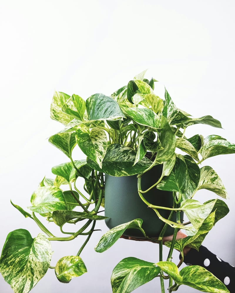 pothos