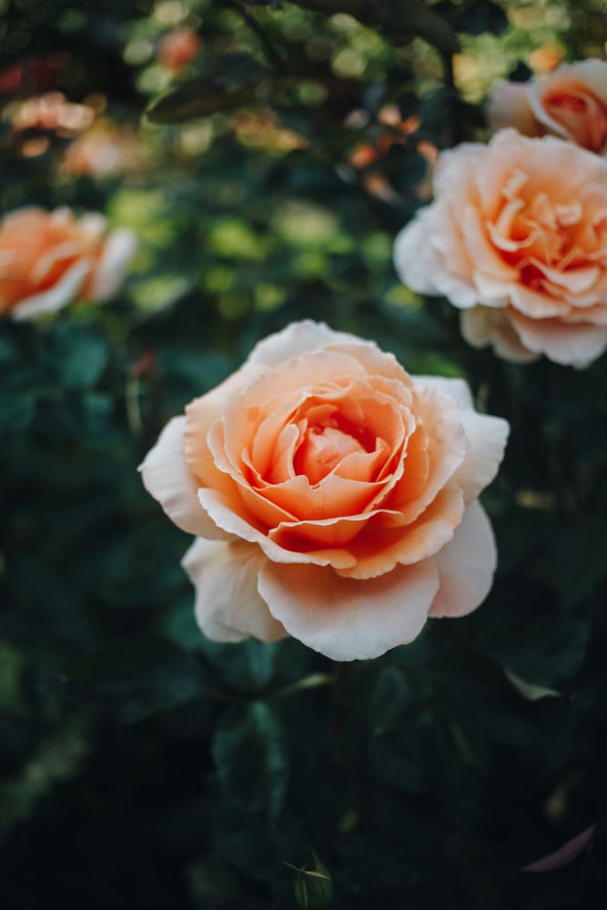 rose cuttings