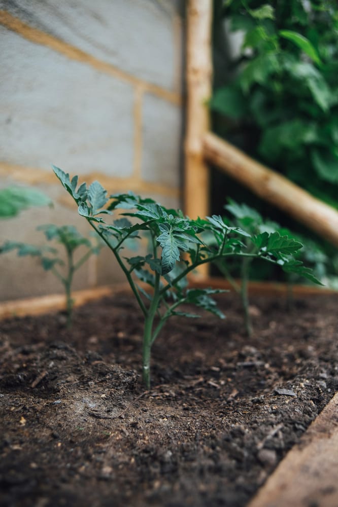 tomato starts